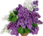 Lilacs for Mothers Day