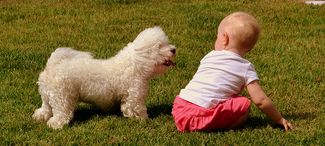 The Basics for Harmonious Relationship Between a Dog and a Child