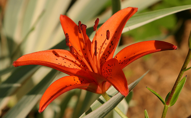 Asiatic Lilies