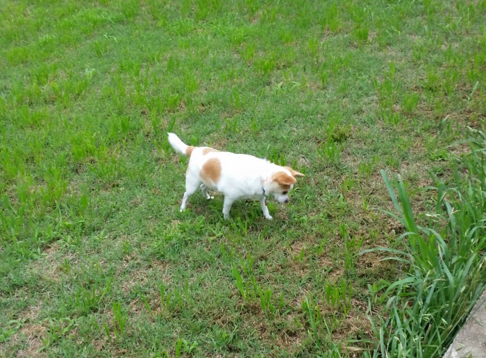 Chasing Bugs in the Yard While Mom is Taking Photos for Flea Products