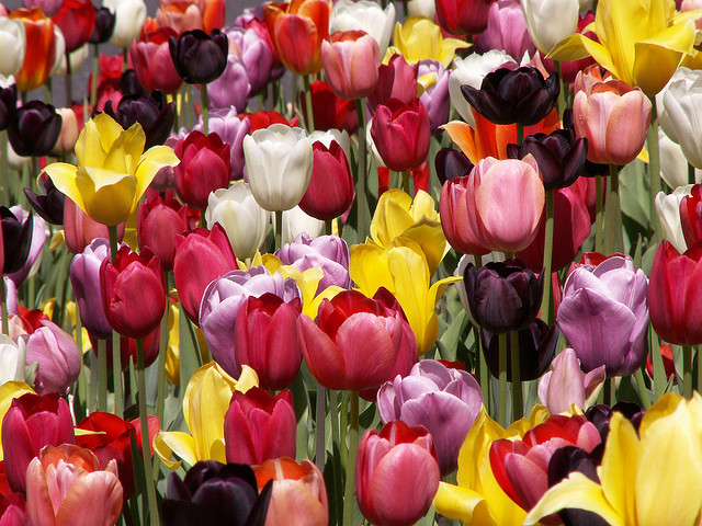 Tulips Are a True Sign of Spring