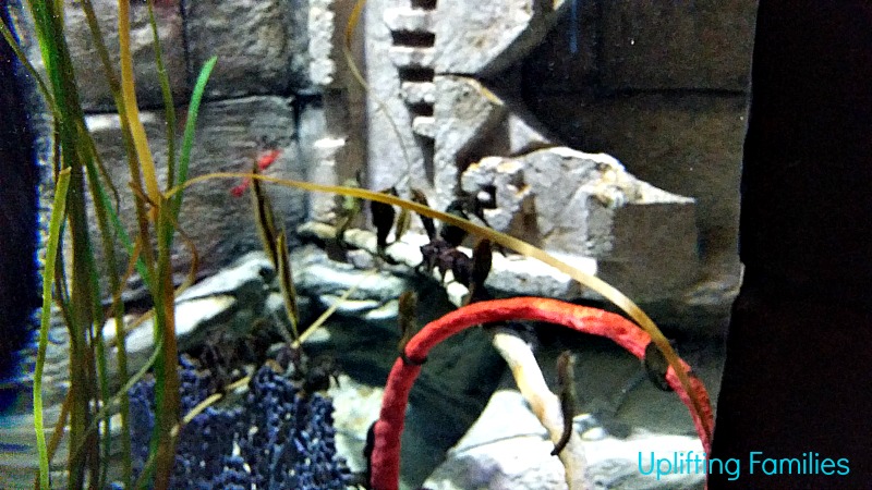 Seahorses at Sea Life Aquarium Grapevine Texas