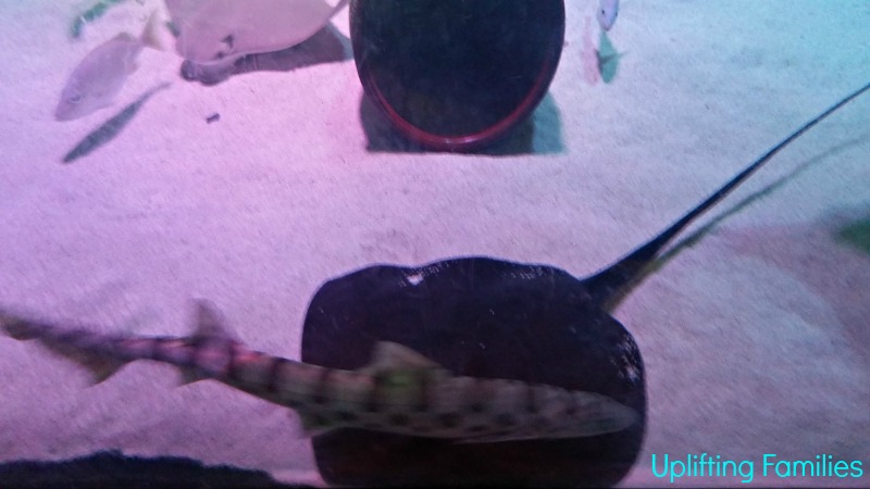 Stingrays at Sea Life Aquarium Grapevine texas