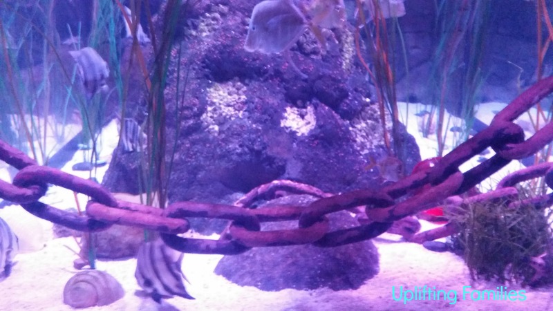 sea life aquarium review