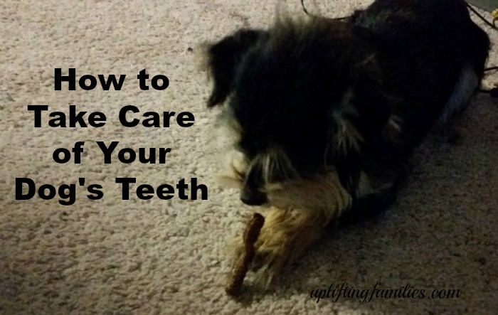 How to Take Care of Your Dog’s Teeth + Coupon #ad