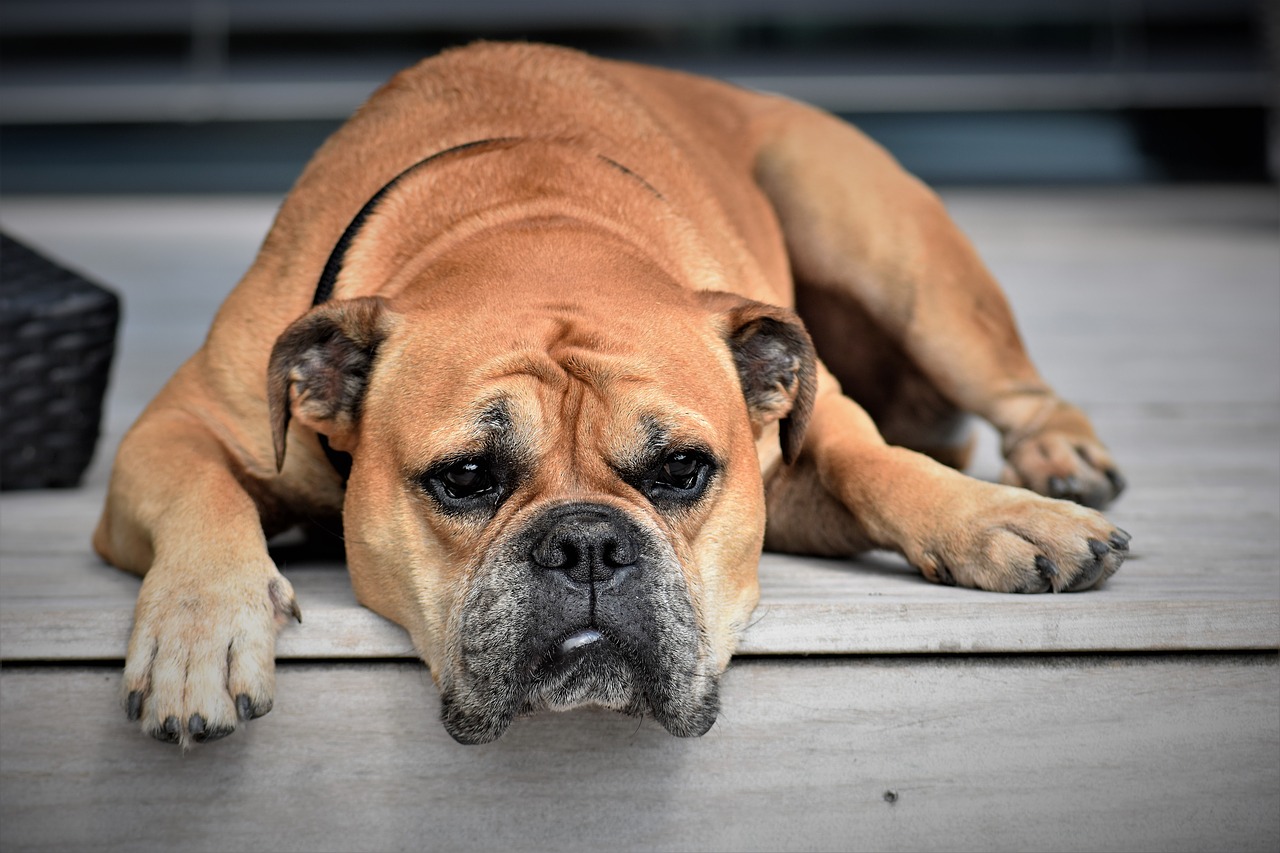 Dealing with a Pet’s Illness as a Family